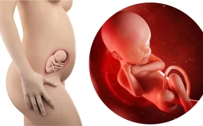 ¿Cuánto debe pesar un bebé durante el embarazo según su edad gestacional?